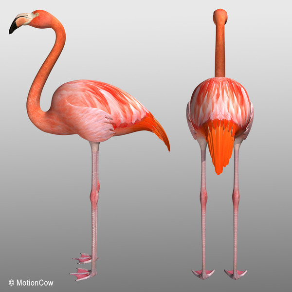 3d max flamingo - Flamingo ( Folded Wings) by MotionCow