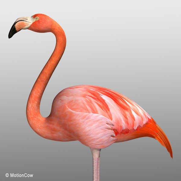 3d max flamingo - Flamingo ( Folded Wings) by MotionCow