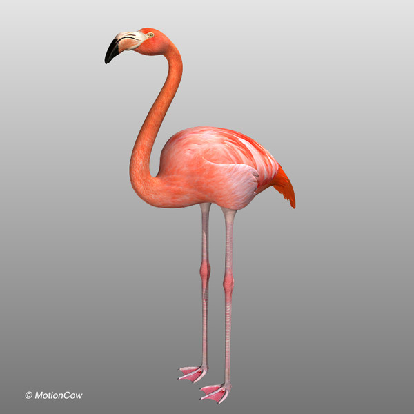 3d max flamingo - Flamingo ( Folded Wings) by MotionCow