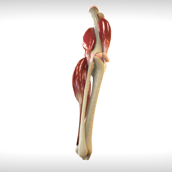 Knee Joint Anatomy 3D Models