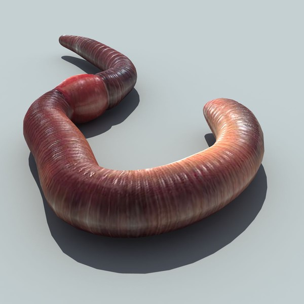 earth worm 3d max - Earth worm by 3D Graphics