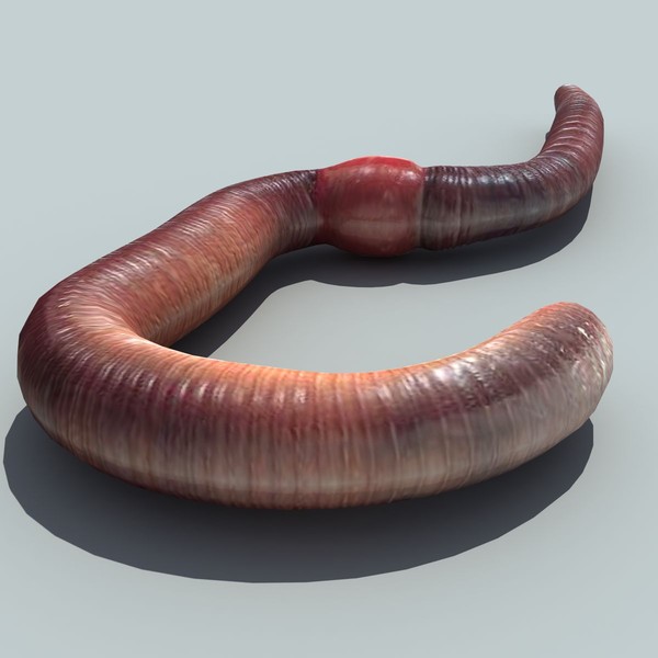 earth worm 3d max - Earth worm by 3D Graphics