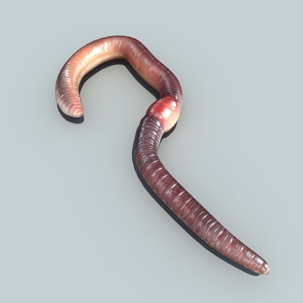 earth worm 3d max - Earth worm by 3D Graphics