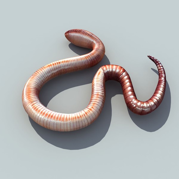 3d model earth worm - Earth worm V2 by 3D Graphics