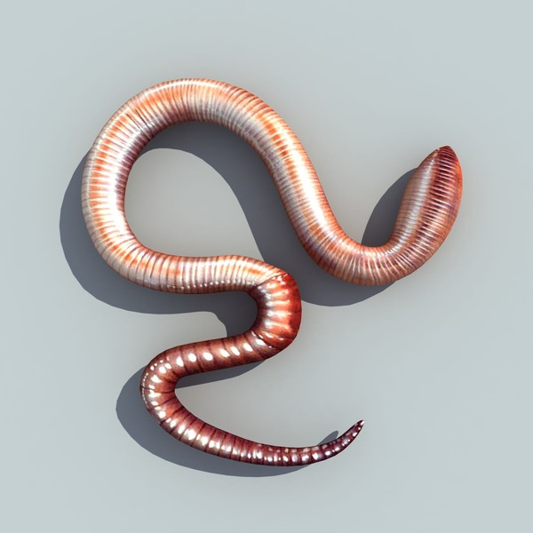 3d model earth worm - Earth worm V2 by 3D Graphics