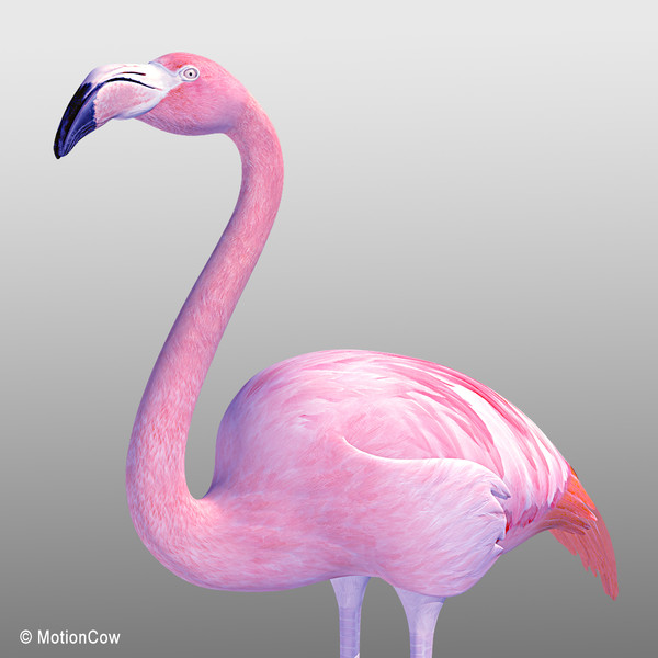 3d pink flamingo model - Flamingo Pink ( Folded Wings) by MotionCow