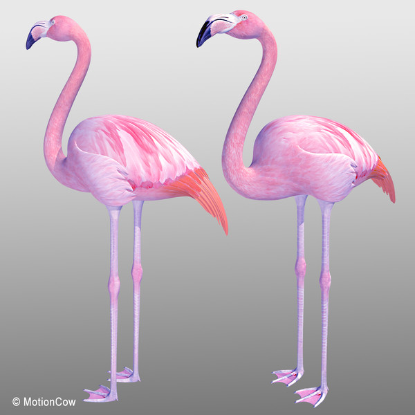 3d pink flamingo model - Flamingo Pink ( Folded Wings) by MotionCow