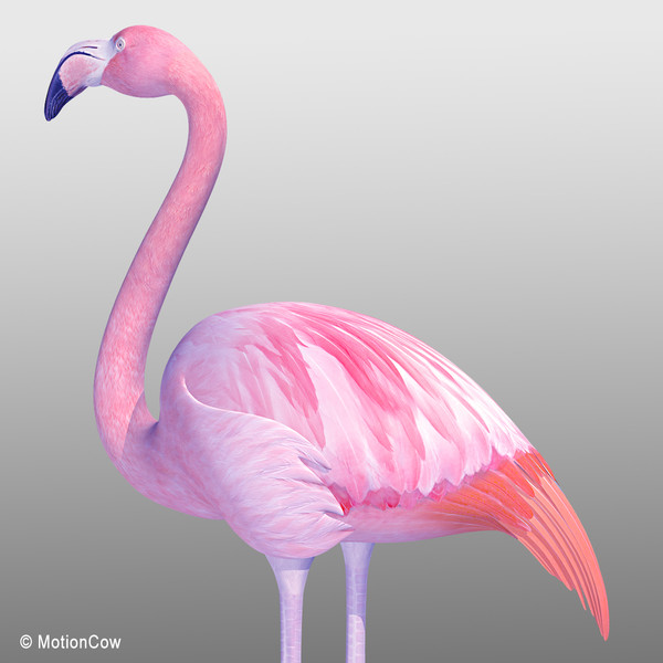 3d pink flamingo model - Flamingo Pink ( Folded Wings) by MotionCow
