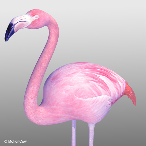 3d pink flamingo model - Flamingo Pink ( Folded Wings) by MotionCow