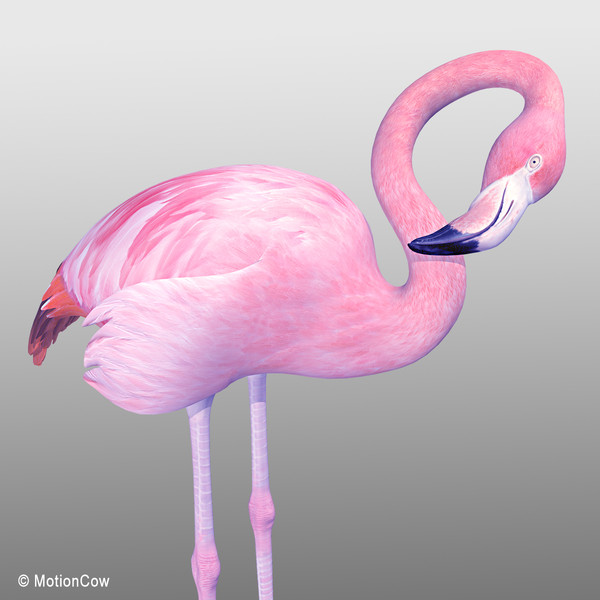 3d pink flamingo model - Flamingo Pink ( Folded Wings) by MotionCow