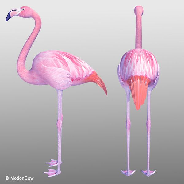 3d pink flamingo model - Flamingo Pink ( Folded Wings) by MotionCow