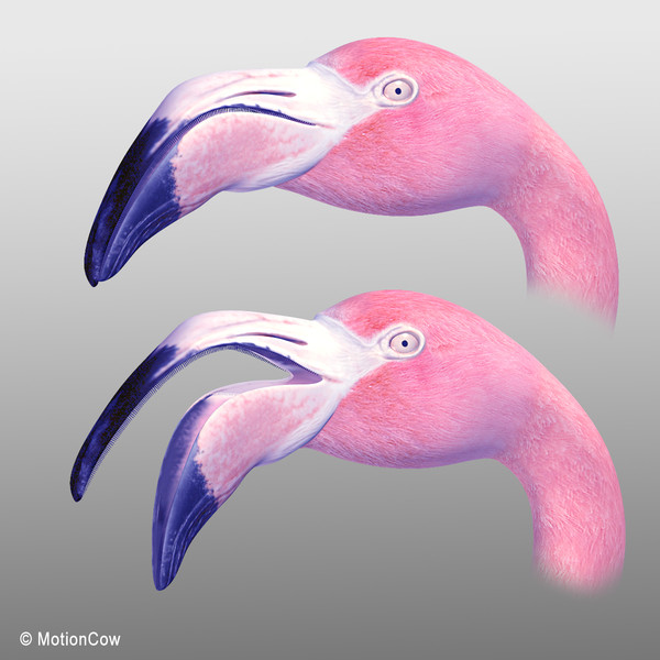 3d pink flamingo model - Flamingo Pink ( Folded Wings) by MotionCow