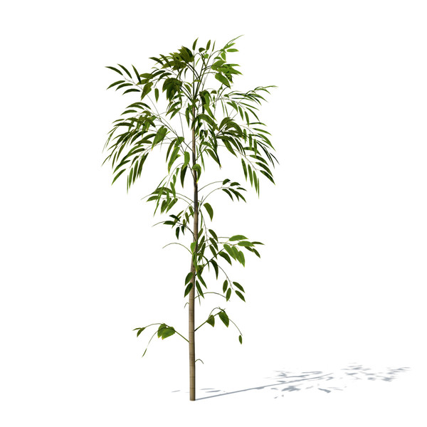 3dsmax golden bamboo plant - XrogPlants Golden Bamboo by xfrog
