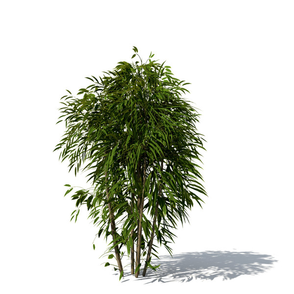 3dsmax golden bamboo plant - XrogPlants Golden Bamboo by xfrog