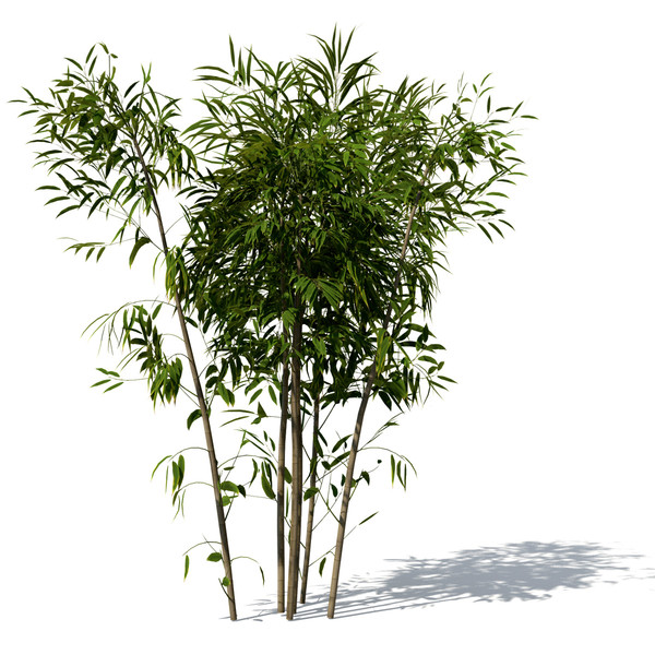 3dsmax golden bamboo plant - XrogPlants Golden Bamboo by xfrog