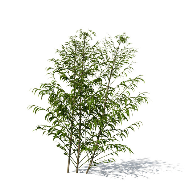 3dsmax golden bamboo plant - XrogPlants Golden Bamboo by xfrog