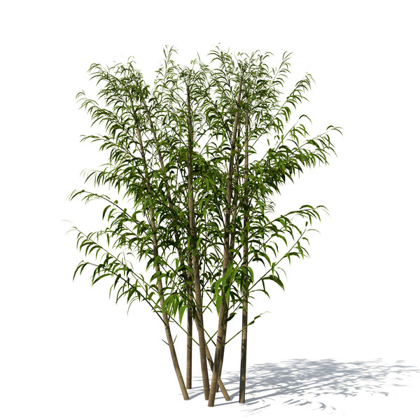 3dsmax golden bamboo plant - XrogPlants Golden Bamboo by xfrog