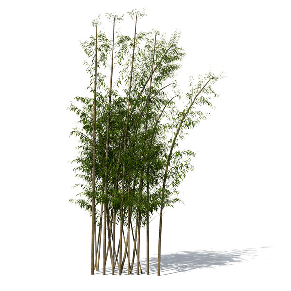 3dsmax golden bamboo plant - XrogPlants Golden Bamboo by xfrog