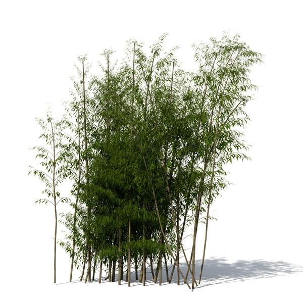 3dsmax golden bamboo plant - XrogPlants Golden Bamboo by xfrog