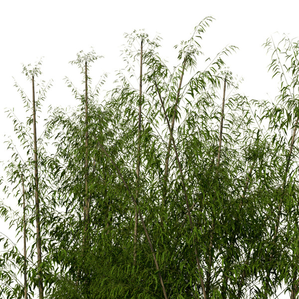 XrogPlants Golden Bamboo Texture Maps