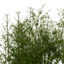 XrogPlants Golden Bamboo