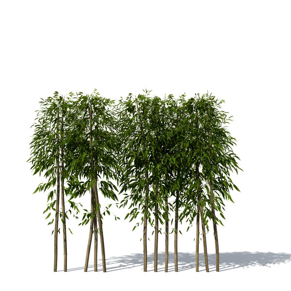 3dsmax golden bamboo plant - XrogPlants Golden Bamboo by xfrog