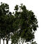 XfrogPlants Weeping Fig