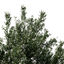 XfrogPlants Common Jasmine