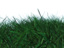 Grass Block