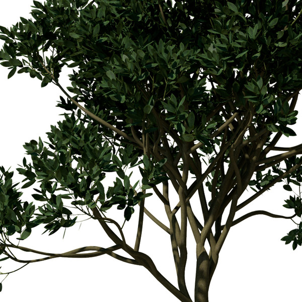 XfrogPlants Asiatic Mangrove 3D Models