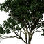 XfrogPlants Asiatic Mangrove