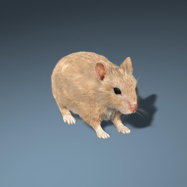 Hamster (FUR)