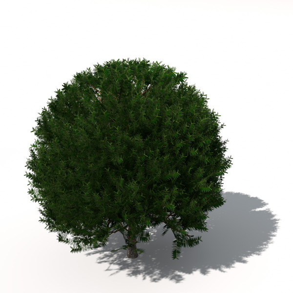 XfrogPlants English Yew