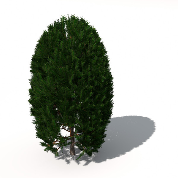 XfrogPlants English Yew