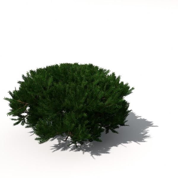XfrogPlants English Yew