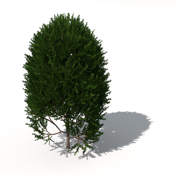 XfrogPlants English Yew