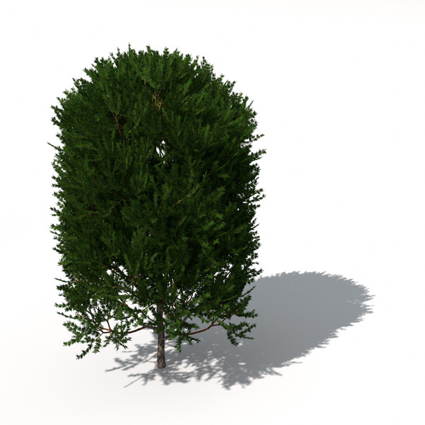 XfrogPlants English Yew