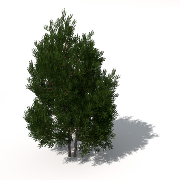 XfrogPlants English Yew