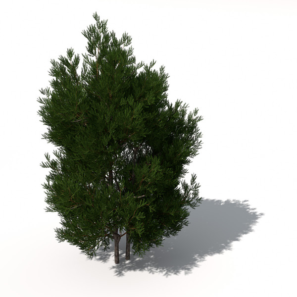 XfrogPlants English Yew