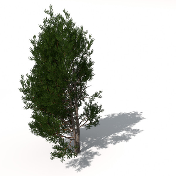 XfrogPlants English Yew