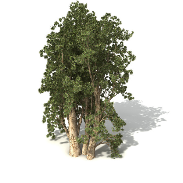 XfrogPlants Broadleaved Paperbark