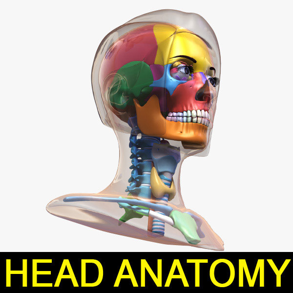Female Head Anatomy 3D Models