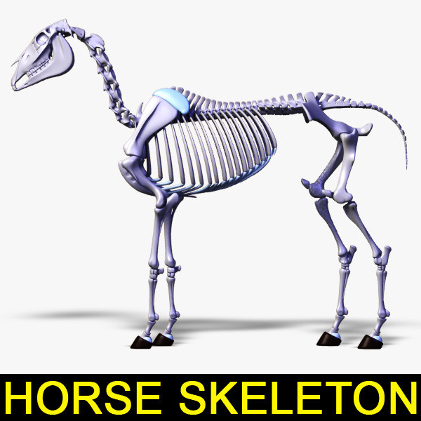 horse skeleton separated bones 3d model - Horse Skeleton with separated bones by leo3Dmodels