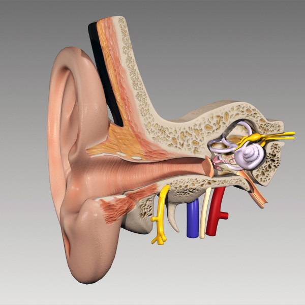 Inner Ear 3D Models
