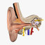 Inner Ear