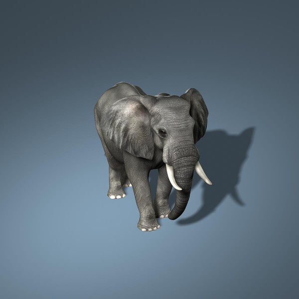 3d photorealistic african elephant rigged model - African Elephant (2)  (RIGGED) by Massimo Righi