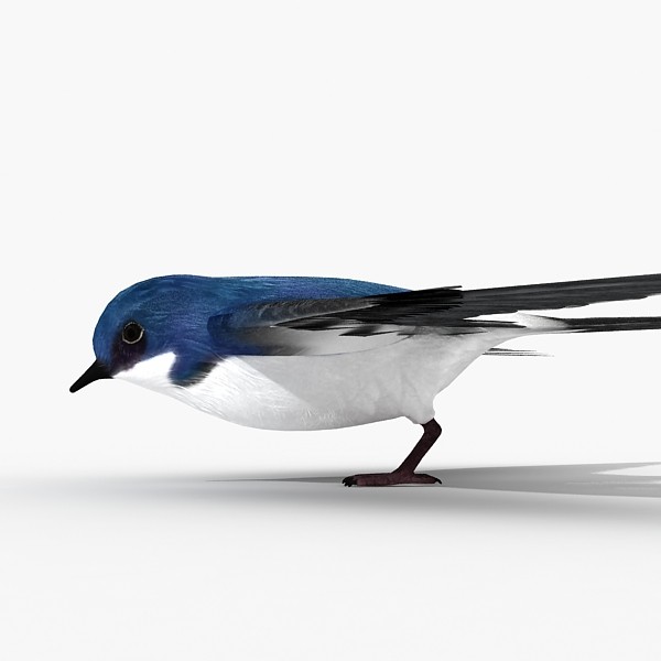 Swallow 3D Models