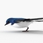 Swallow