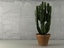 Euphorbia