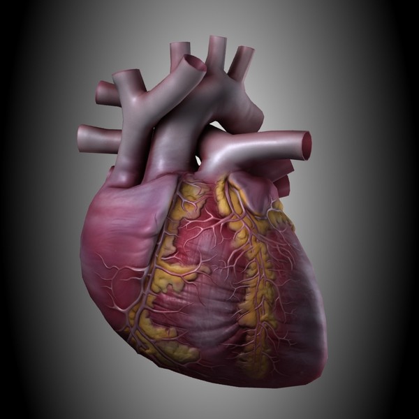 human heart 3d model - Heart High Quality by valdic